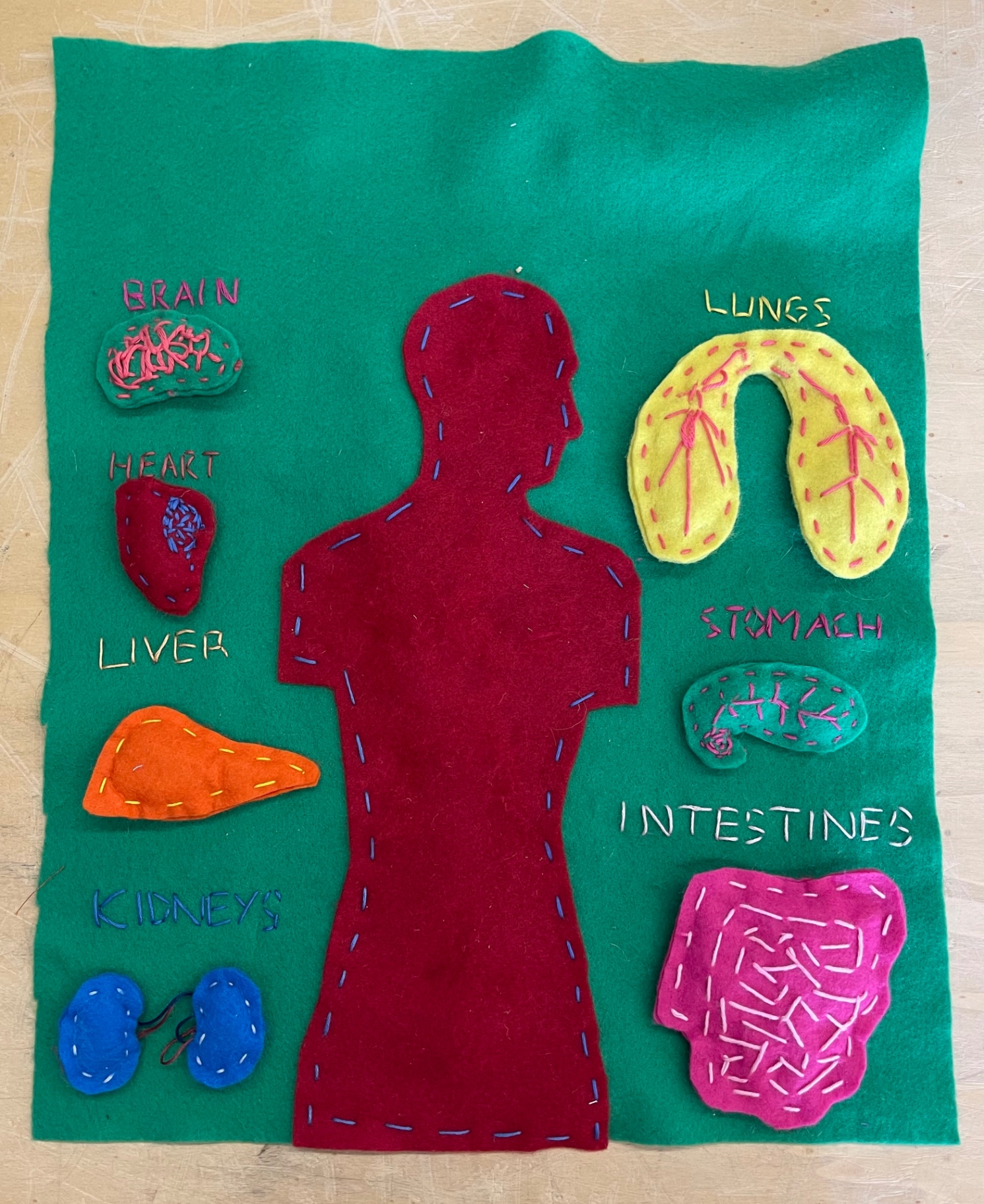 Felt anatomy activity laid out with embroidered organ labels