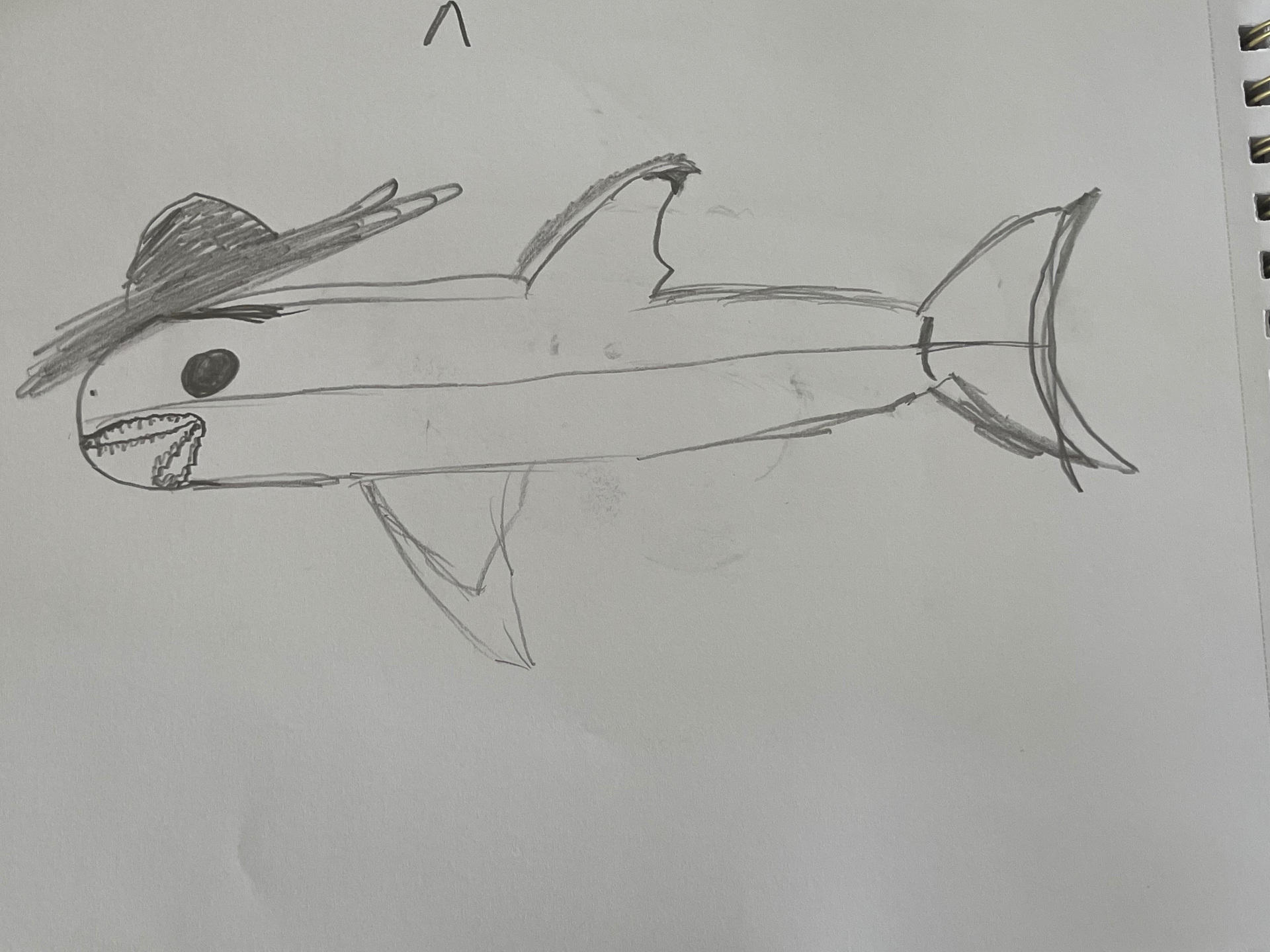 Pencil study of a shark from the student's sketchbook